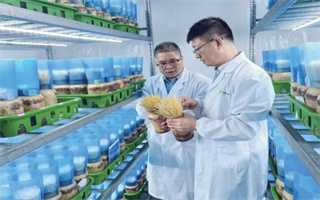 聚焦育種攻關(guān)一線|護“芯”突圍　托穩(wěn)國民“菜籃子”