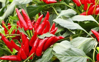 2025年7月1日 品種權(quán)授權(quán)公告(總第156期)