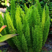 狐尾武竹《進(jìn)口盆栽品種》