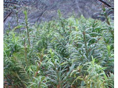 紅豆杉袋苗(紅豆杉杯苗) (5?)