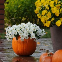 垂釣三色堇-冷涼波浪