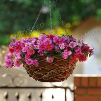 馬齒莧《進(jìn)口專業(yè)品種》