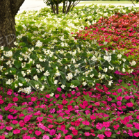 超級(jí)鳳仙-夏日<進(jìn)口專業(yè)品種>