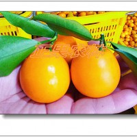 原產(chǎn)地供應(yīng)正宗滑皮金桔枝條-融安正果農(nóng)林