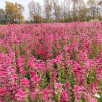 粉萼鼠尾草《景觀花海品種》