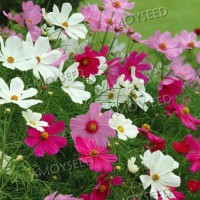 波斯菊《景觀花海品種》