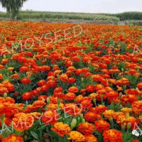 孔雀草<景觀花海品種>