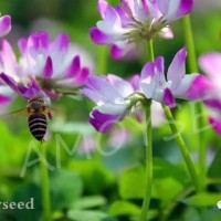 紫云英<綠肥品種>