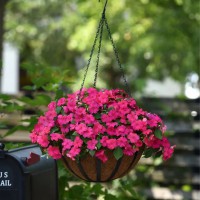 非洲鳳仙-領航<進口專業(yè)品種>