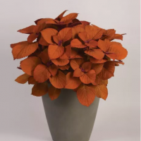 彩葉草<無性系品種>