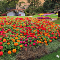 百日草<景觀花品種>