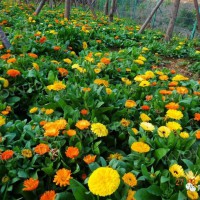 金盞菊<景觀花海品種>