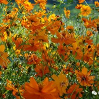 硫華菊<景觀花海品種>