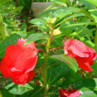 中國鳳仙<景觀花海品種>