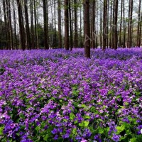 二月蘭<景觀花海品種>