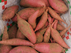 小紅薯撐起10億元級(jí)大產(chǎn)業(yè)