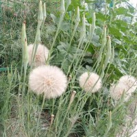 超級(jí)蒲公英<切花景觀品種>