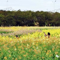 彩色油菜花種子-<景觀(guān)花海品種>