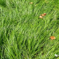黑麥草種子<草坪品種>