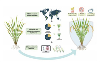 解鎖智能時代下種質(zhì)資源在雜交稻育種中的創(chuàng)新路徑